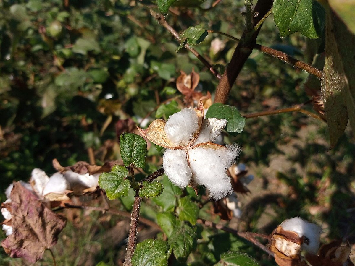 Cotton bolls on the plant