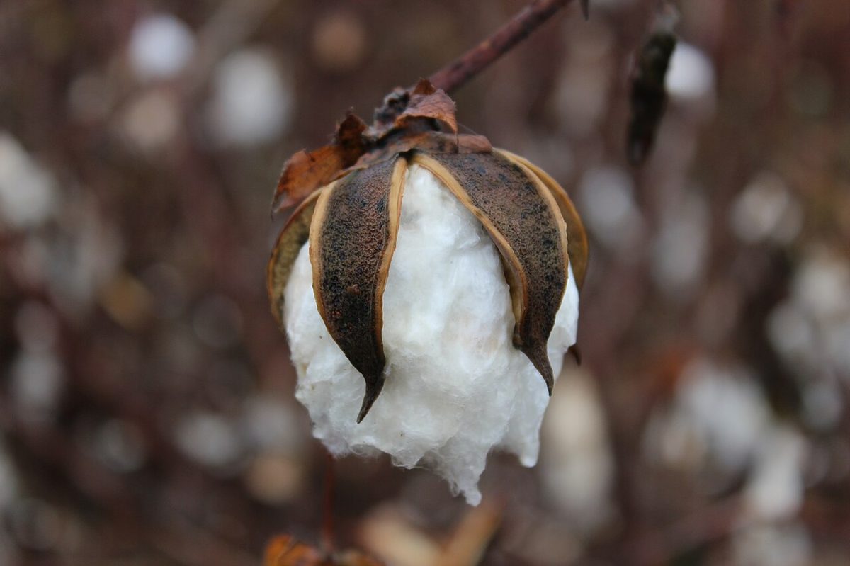 A raw cotton boll on the plant